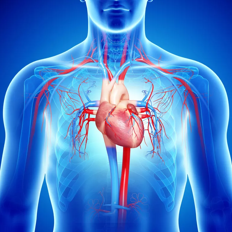 Representación del sistema cardiovascular en el torso humano.